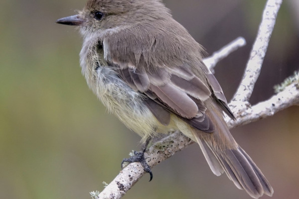 Great Crested Flycatcher