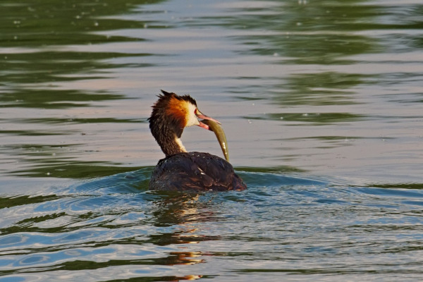 Great Crested Grebe