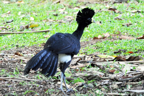 Great Curassow