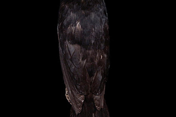 Great Firefinch
