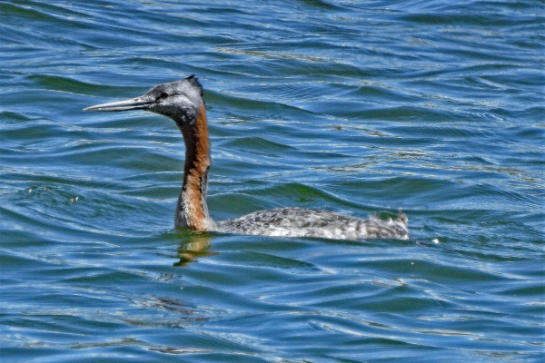 Great Grebe