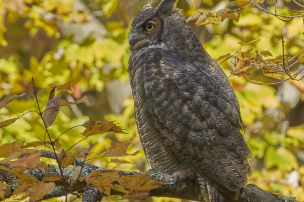 Great Horned Owl