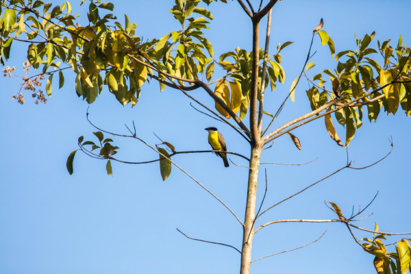 Great Kiskadee