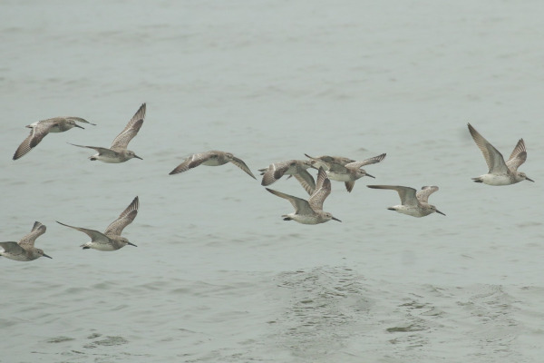 Great Knot