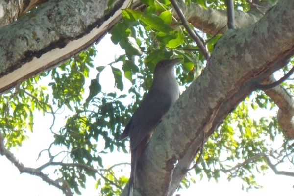 Great Lizard-Cuckoo
