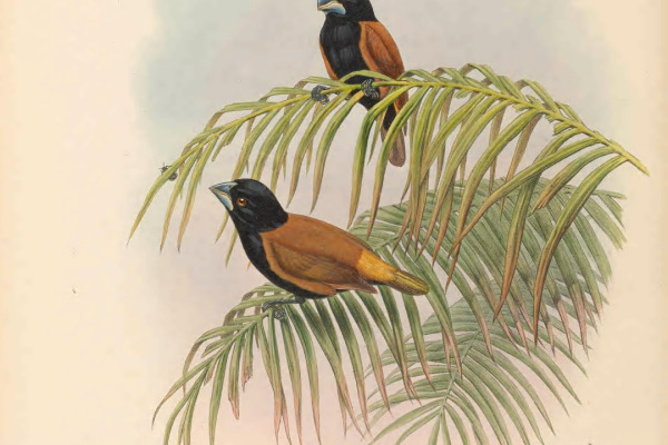 Great Munia