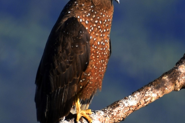 Great Nicobar serpent eagle