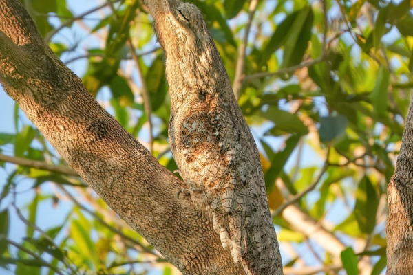 Great Potoo