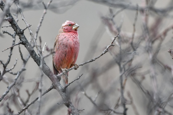 Great Rosefinch
