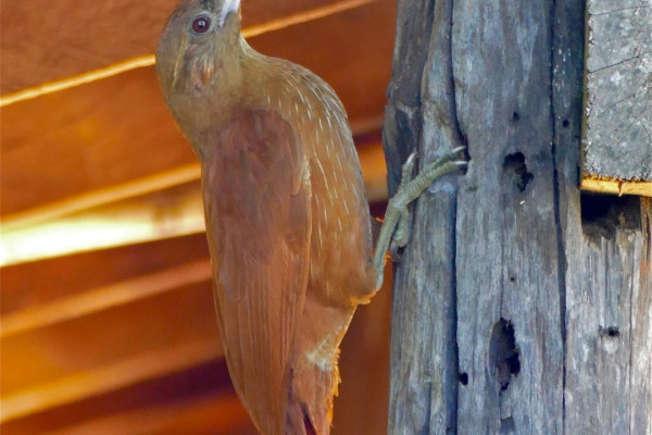 Great Rufous Woodcreeper