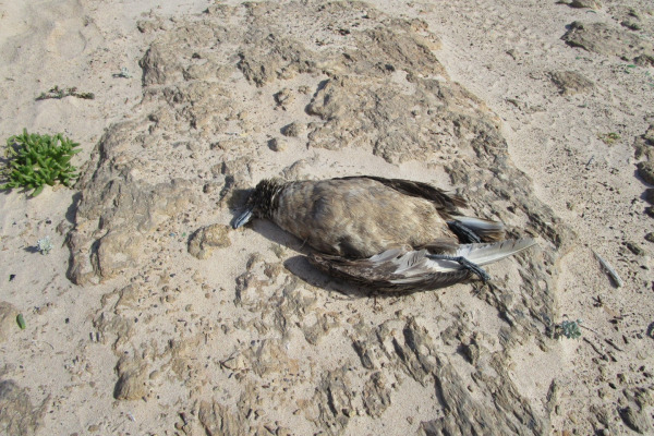 Great Skua