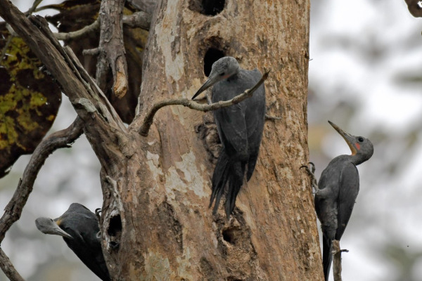 Great Slaty Woodpecker