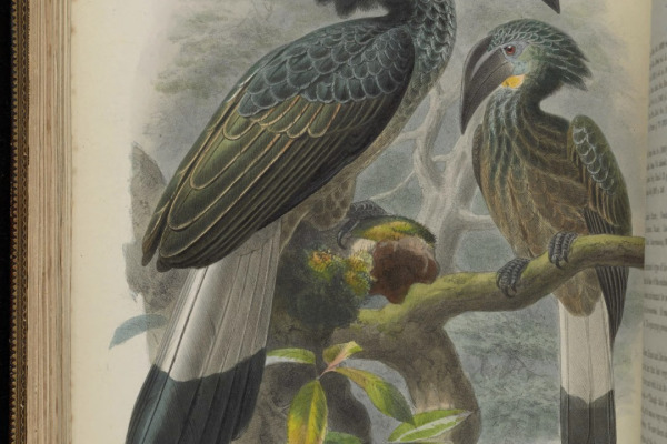 Great Slaty Woodpecker