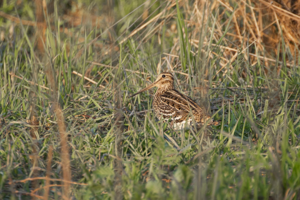 Great Snipe