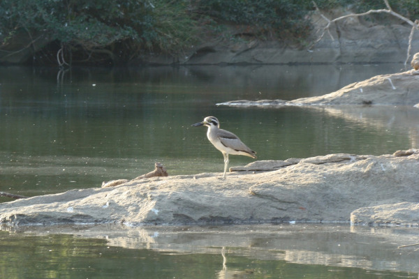 Great Stone-curlew