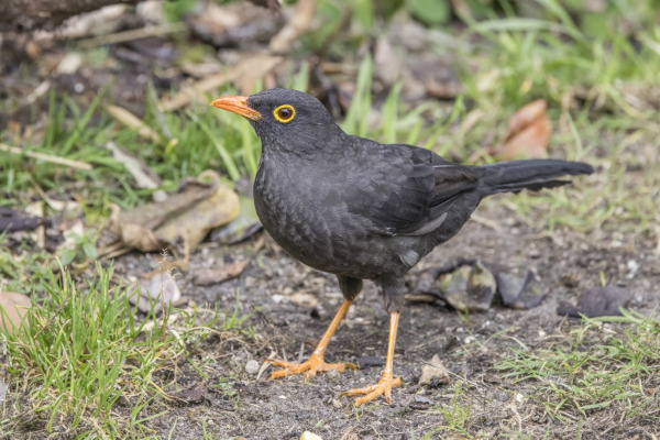 Great Thrush