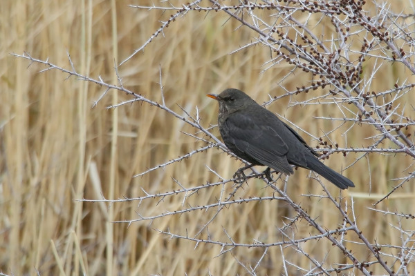 Great Thrush