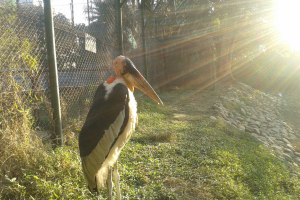 Greater Adjutant