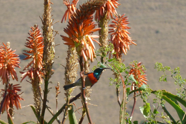 Greater Double-collared Sunbird