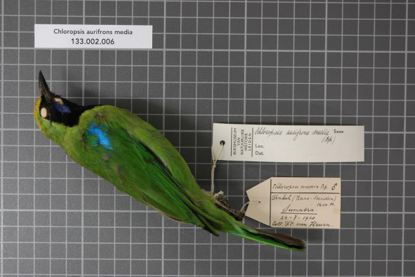 Greater Green Leafbird