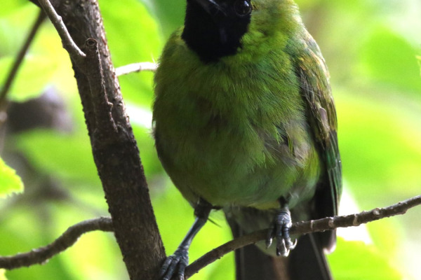 Greater Green Leafbird