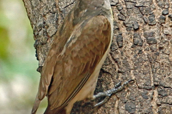 Greater Honeyguide