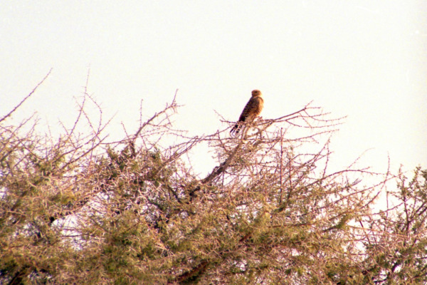 Greater kestrel