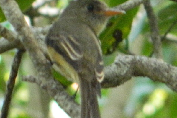 Greater Pewee