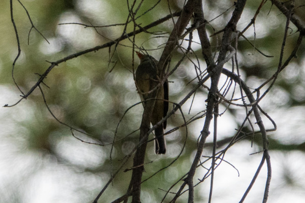 Greater Pewee