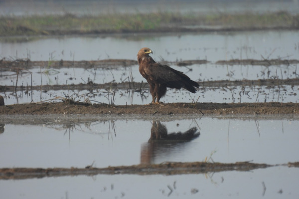 Greater Spotted Eagle