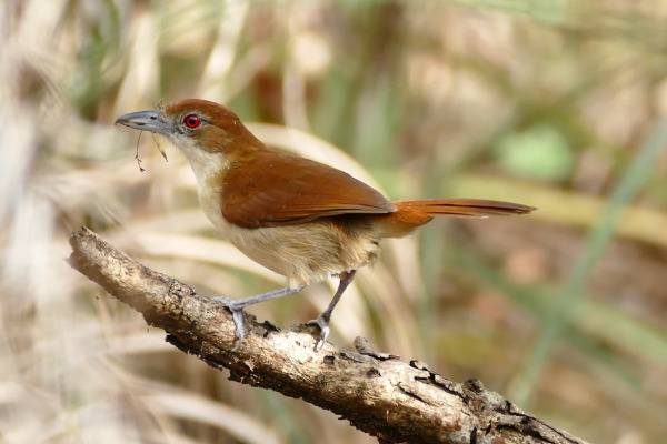 Greater Swallow-tailed Swift