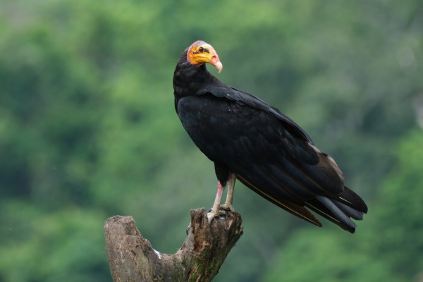 Greater Yellow-headed Vulture