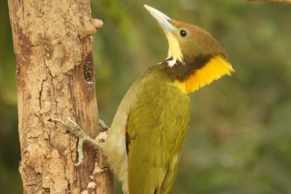 Greater Yellownape
