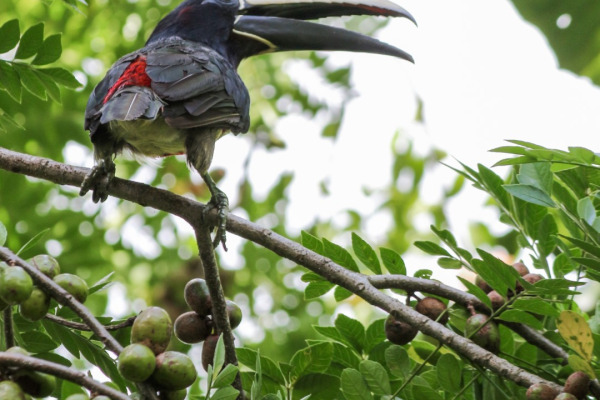 Green Aracari
