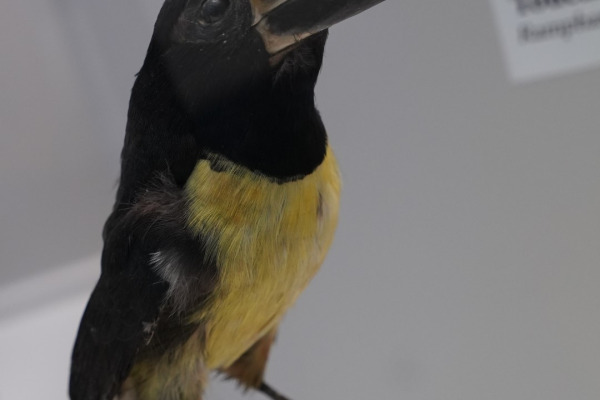 Green Aracari
