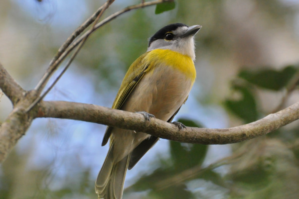 Green-backed Becard