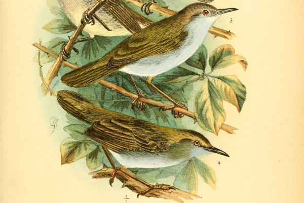 Green-backed Camaroptera