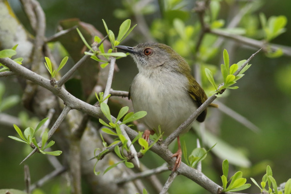 Green-backed Camaroptera