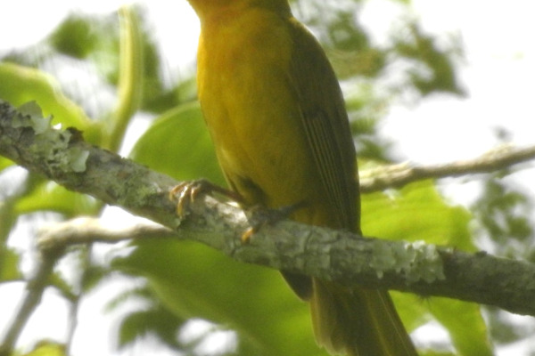 Green-backed Conebill