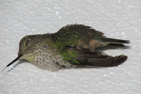 Green-backed Firecrown