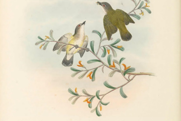 Green-backed Gerygone
