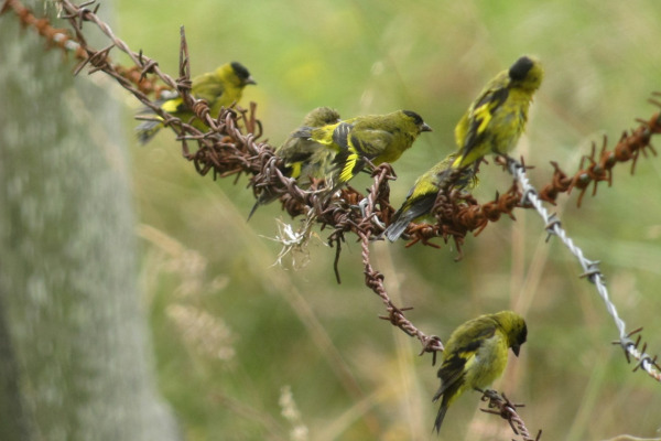 Green-backed Goldfinch