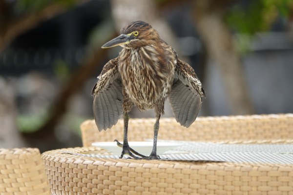 Green-backed Heron