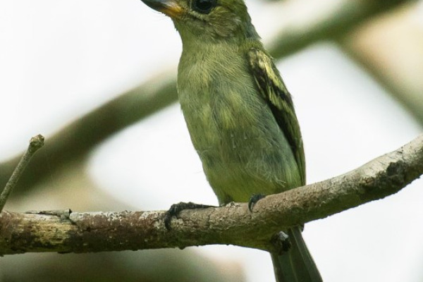 Green-backed Honeybird