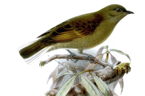 Green-backed Honeyguide