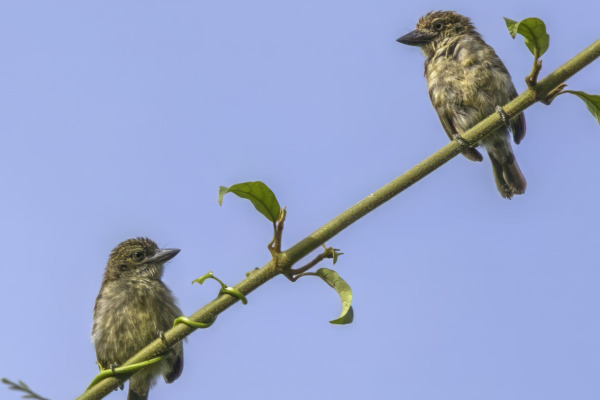 Green-backed Honeyguide