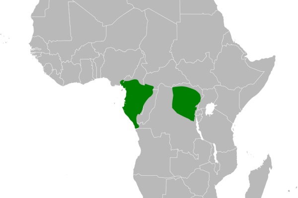 Green-backed Shrike