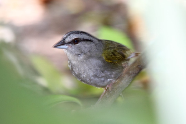 Green-backed Sparrow