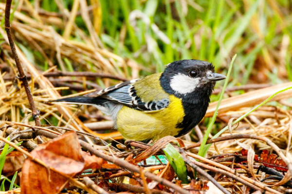 Green-backed Tit