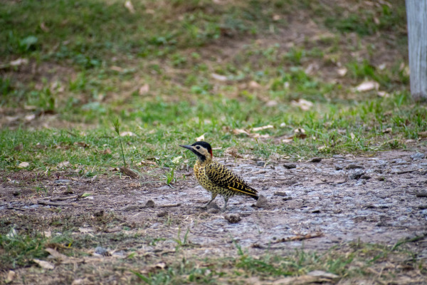 Green-barred woodpecker